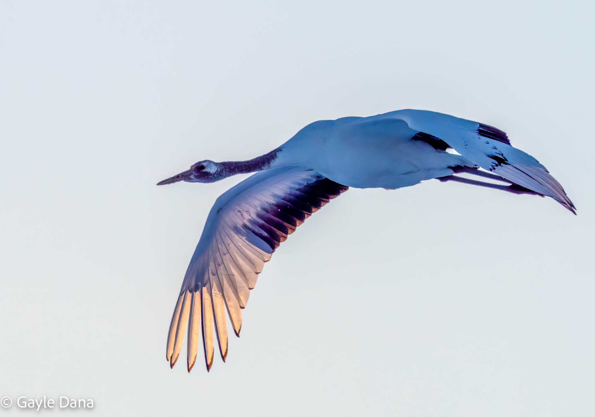Crane in flight 1